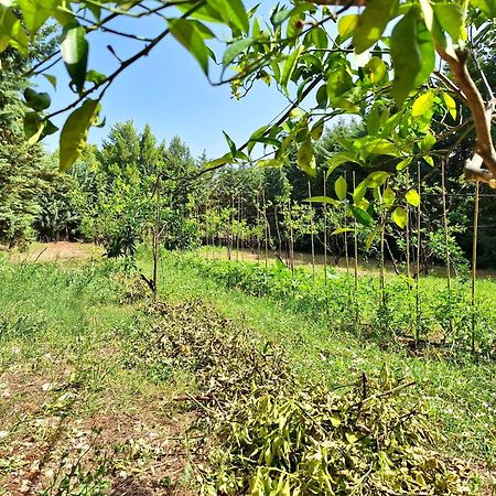 Villa Amica Βιέστε Εξωτερικό φωτογραφία